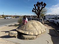 Desert Tortoise