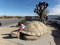 giant tortoise05