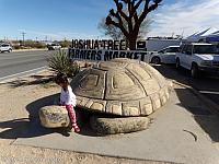 giant tortoise09