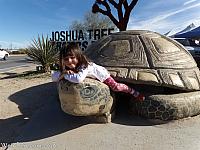 giant tortoise10