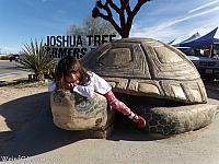 giant tortoise11