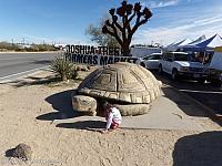giant tortoise13