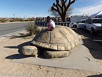 giant tortoise14