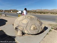 giant tortoise17