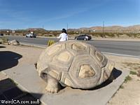 giant tortoise19