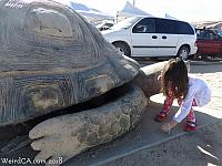 giant tortoise21