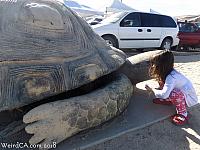 giant tortoise22