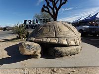 giant tortoise25