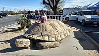giant tortoise32