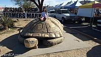 giant tortoise39