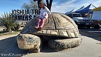 giant tortoise47