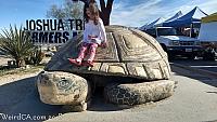 giant tortoise48