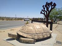 Murtle the Turtle in Joshua Tree