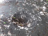 Watering Hole with Animal Tracks