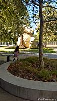 ucsdbear01