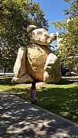 ucsdbear02