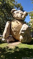 ucsdbear11