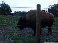 Golden Gate Buffalo Paddock