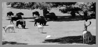 bison1944