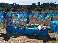 scarecrows 2020 095