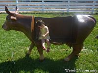 cow parade start14