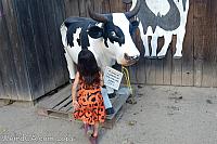 cow avila barn20