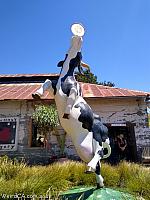 cow harmony18