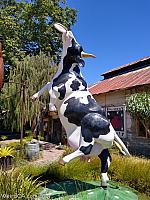 cow harmony24