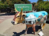 cow harmony38