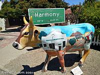 cow harmony39