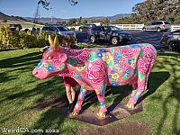 cow madonna41