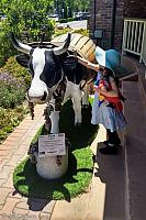 cow paso robles04