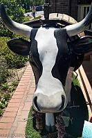 cow paso robles06
