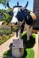 cow paso robles14