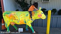 cow ups15