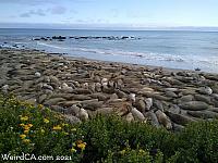 Elephant Seals