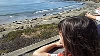 elephant seals25