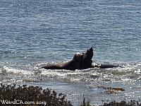 elephantseals006