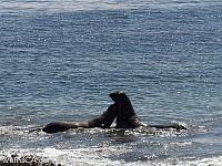 elephantseals007