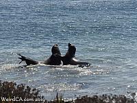 elephantseals008