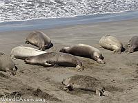 Elephant Seals