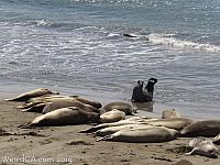 Elephant Seals