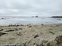 elephantseals023