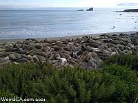 Elephant Seals