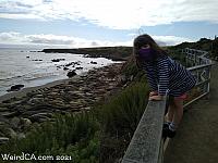 elephantseals067