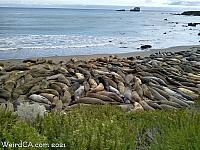 Elephant Seals