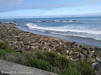 elephantseals081