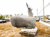 Homeless Whale