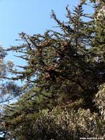 Monarch Butterfly Grove
