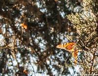 Butterflies in the Grove